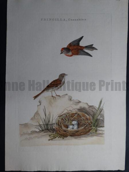 Nozeman Fringilla Cannabina. Rare 18th Century Hand Colored Copper Plate Engraving on Hand Made Rag Paper.