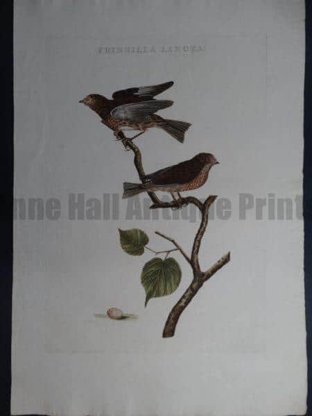 Nozeman Fringilla Linota. Rare 18th Century Hand Colored Copper Plate Engraving on Hand Made Rag Paper.