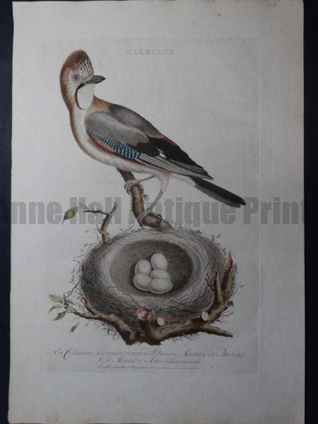 Nozeman Garrulus. A rare 18th Century Hand Colored Copper Plate Engraving on Hand Made Rag Paper.