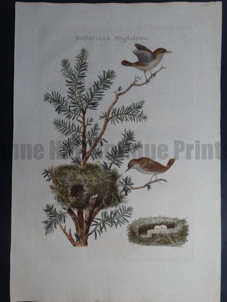 Nozeman Motacilla Troglodytes Rare 18th Century Hand Colored Copper Plate Engraving on Hand Made Rag Paper