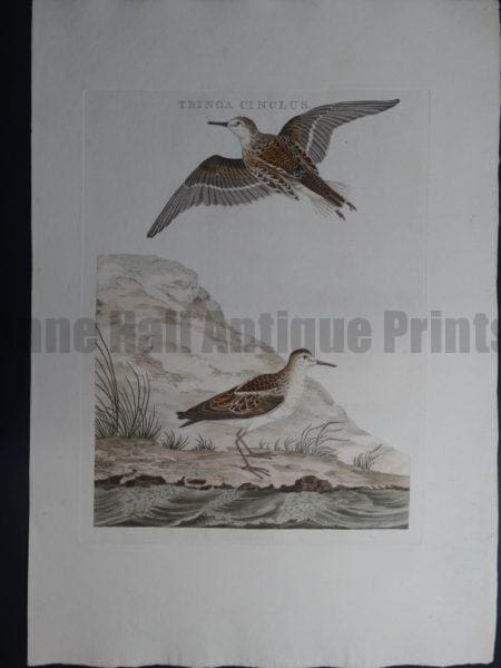 Nozeman Tringa Cinclus. Rare 18th Century Hand Colored Copper Plate Engraving on Hand Made Rag Paper.