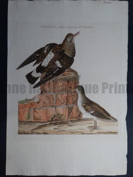 Nozeman Tringa Macularia et Varia Rare 18th Century Hand Colored Copper Plate Engraving on Hand Made Rag Paper