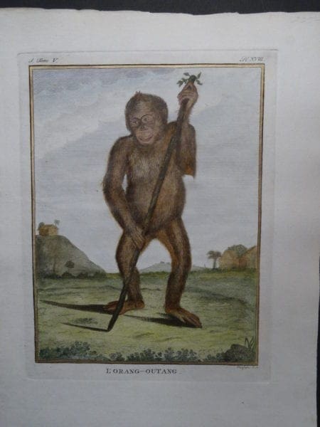 Orang Outang Monkey