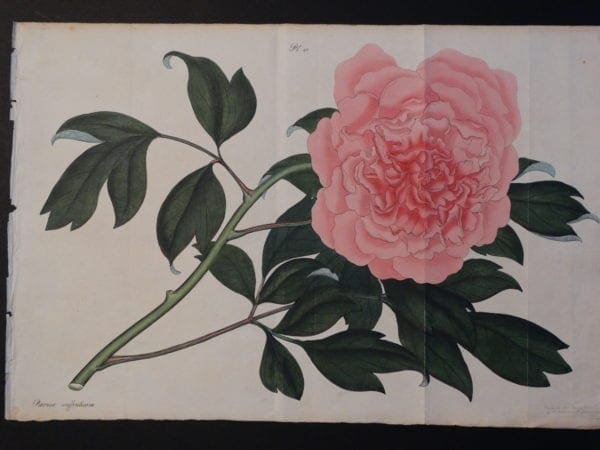 Paeonies, by Henry Andrews, a rare English, hand-colored copper plate engraving, with stunning watercolors, on rag paper. Sourced 200 year old bookplate from the 1820's. 11x17" $600.