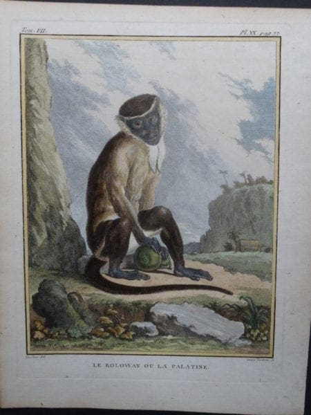 Palestine Monkey
