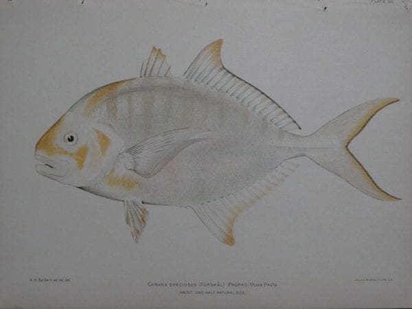 Paopao, Ulua Pauu, 1903. $100.