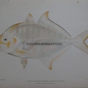 Paopao, Ulua Pauu, 1903. $100.
