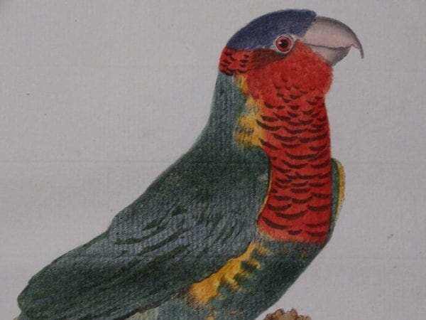 ancient watercolor engravings of perruches, original plates from Histoire Naturelle des Oiseaux
