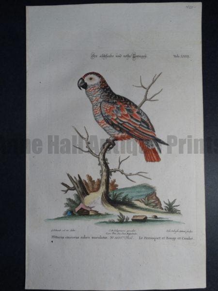 Pfittacus cinereus rubro maculatus Le Perroquet et Rouge et Cendre Tab. LVIII  