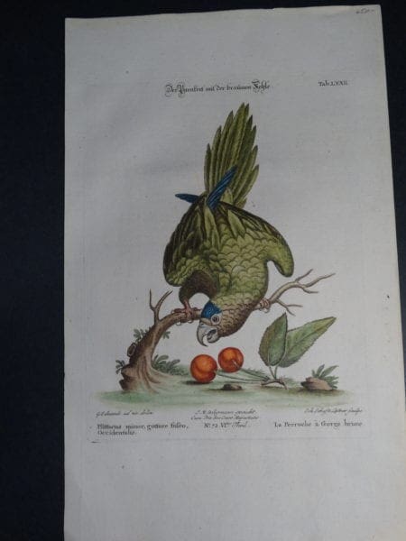 George Edwards Parrots:  Pfittacus minor gutture fufco Occidentalis. A wonderful 18th Century depiction of the brown throat green parrot with Cherries by George Edwards. 