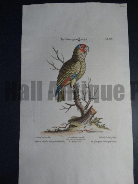 Pfittacus viridis minor Occidentalis or Le plus petit Perroquet Verd, or the little green parrot by George Edwards.  Lovely strike & watercolors.  