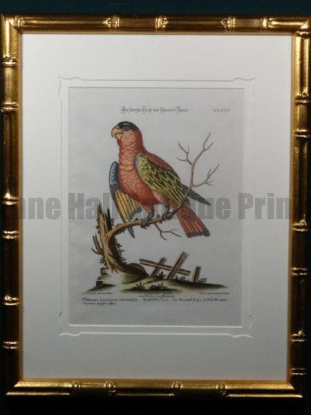 Pgittacus coccineus Orientalis vertice nigro alter