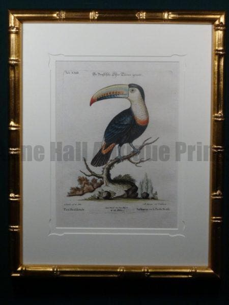 Pica Bragiliengis George Edwards Dr Seligmann 18th century engraving.