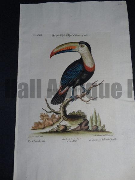 Pica Brasiliensis or Le Toucan ou la Pie du Brasil.  The Great Toucan of Brasil depicted by George Edwards mid 1700's.  