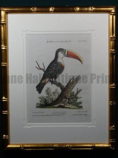 Pica Toucan dicta roftro rubro No. 28
