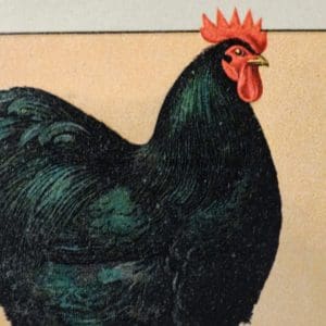 Poultry