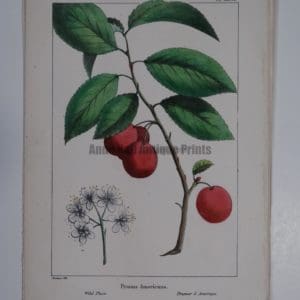Prunus Americana