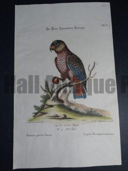 Psittacus parvus Fuscus or petit Perroquet noiratre 18th Century George Edwards engraving 