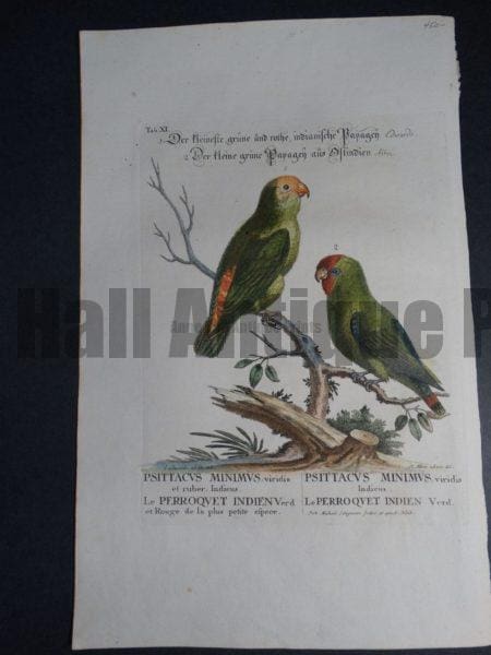 Psittacvs Miniimvs viridis Indeicus, a charming 18th Century hand colored engraving of little green parrots of India by George Edwards 