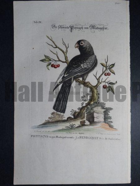Psittacvs niger Madagafcarenfis Le Parroqvet Noir or Black Parrot  