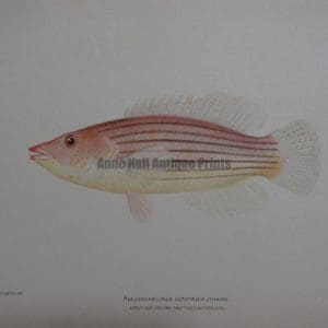 Psuedocheilinus Octotaenia Jenkins, 1903. $60.