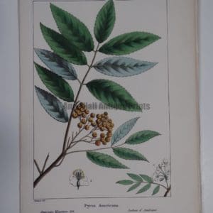 Pyrus Americana