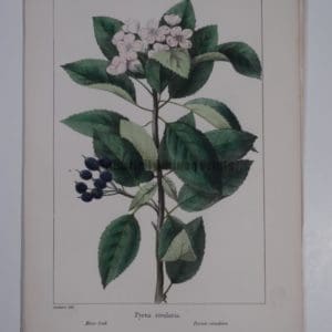 Pyrus Rivularis