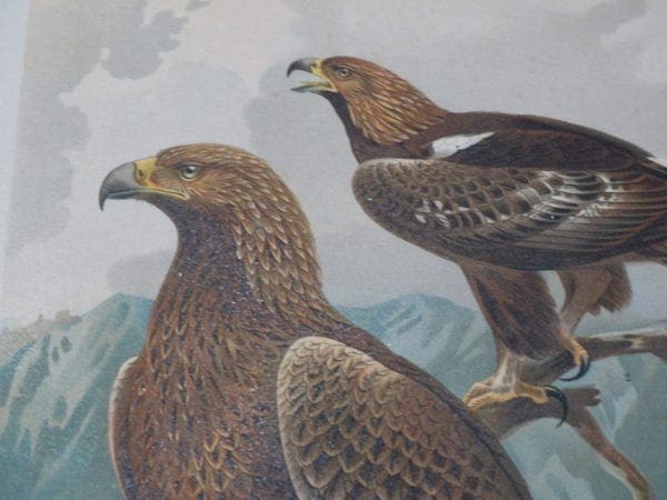 old prints of birds of prey which are more than 100 years old.