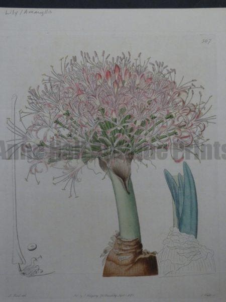 Sweet Ridgeway Amaryllis Plate 567