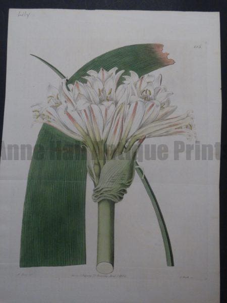 Ridgeway Hart Lily Plate 615