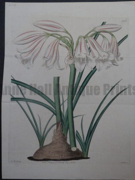 Ridgeway Hart Lily plate 623