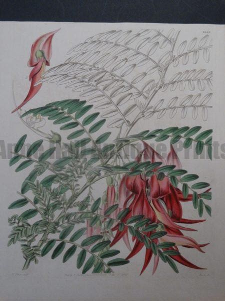 Samuel Curtis plate 3584
