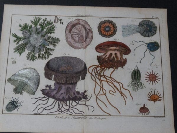 Sea Life Jellyfish Medusa Plate 92  $325. minor staining upper right.  This rare sea life jellyfish engraving  dates 1790-1810, hand colored copperplate engraving produced in France size 11 3/4 x 15 1/2" 