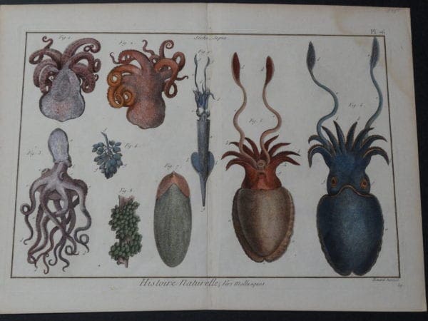 Sea Life Octopi Squid Sepia Plate 76 $400. date 1790-1810 hand colored copperplate engraving produced in France size 11 3/4 x 15 1/2" 
