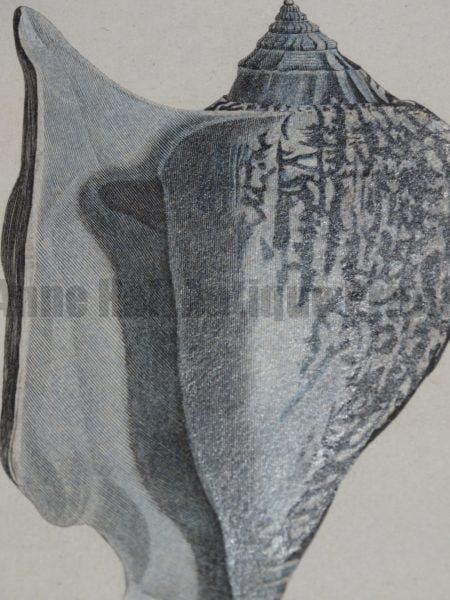 Find decorative antique prints, lithographs, 18th & 19th century, hand-colored seashell engravings, like this stunning, c.1800 cone shell .