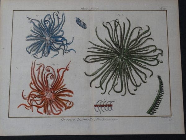 Seashells Brittle Star Plate 125 $325.date 1790-1810 hand colored copperplate engraving