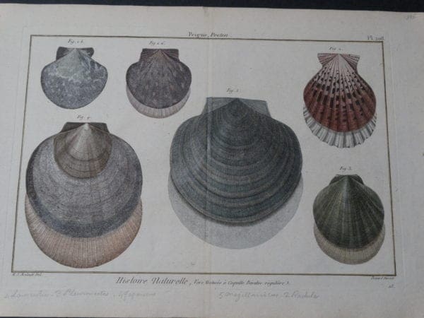 Shells Scallops Plate 208 $325.date 1790-1810 hand colored copperplate engraving