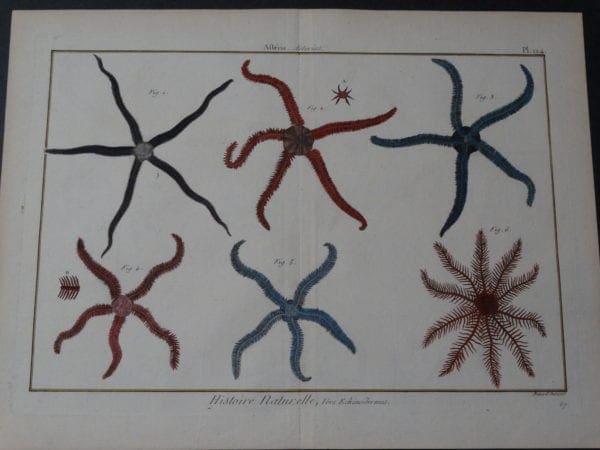 Asterias PL 124 $325. date 1790-1810 hand colored copperplate engraving published in France size 11 3/4 x 15 1/2"