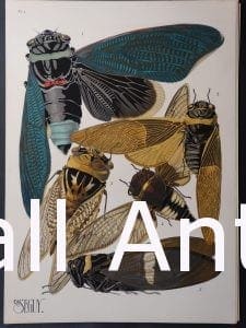 Seguy Pochoir Insectes Plate 1