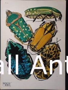 Seguy Pochoir Insectes Plate 12