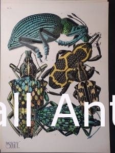 Seguy Pochoir Insectes Plate 14