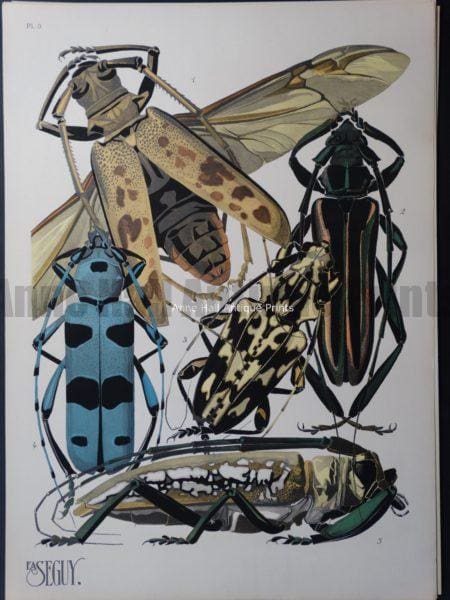 Seguy Pochoir Insectes Plate 3