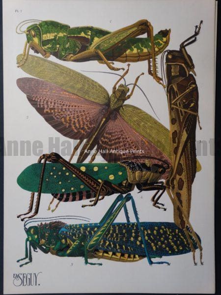 Seguy Pochoir Insectes Plate 7