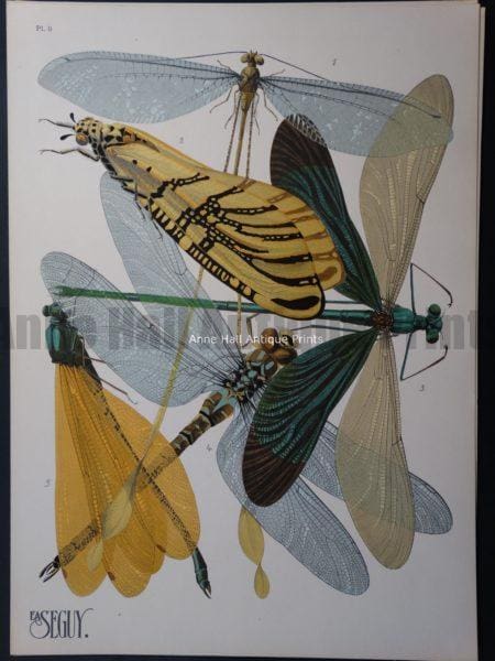 Seguy Pochoir Insectes Plate 9