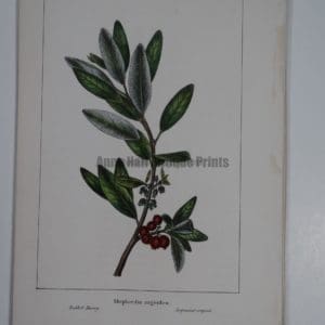 Shepherdia Argentea