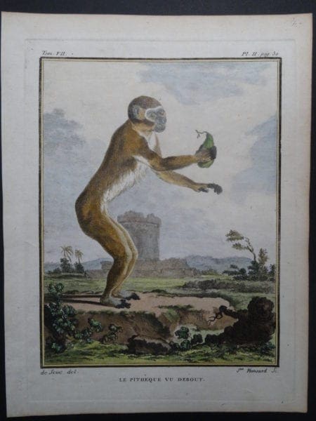Standing Monkey