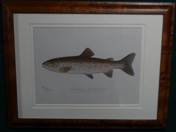 Original c.1900 lithograph, Steelhead by Sherman Denton Framed  $285. with free US shipping.
