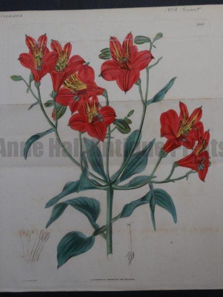 Sweet Alstromeria Plate 188