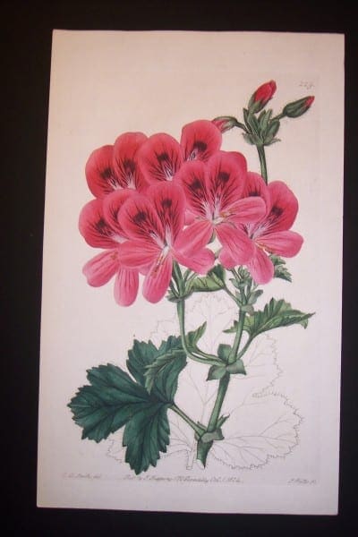 Sweet Geranium 229