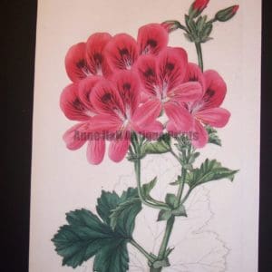 Sweet Geranium 229